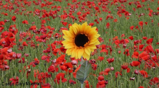 Field of Poppies